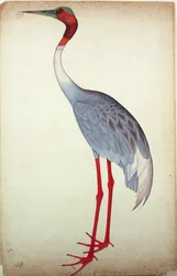 Gru Sarus, dipinta per Lady Impey a Calcutta